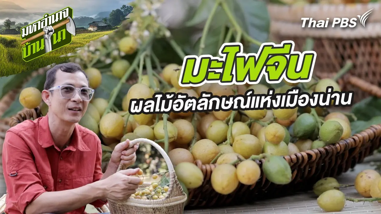 มะไฟจีน ผลไม้อัตลักษณ์แห่งเมืองน่าน