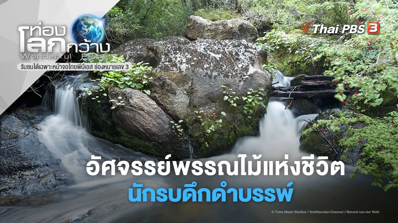 อัศจรรย์พรรณไม้แห่งชีวิต ตอน นักรบดึกดำบรรพ์