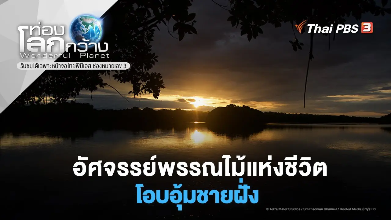 อัศจรรย์พรรณไม้แห่งชีวิต ตอน โอบอุ้มชายฝั่ง