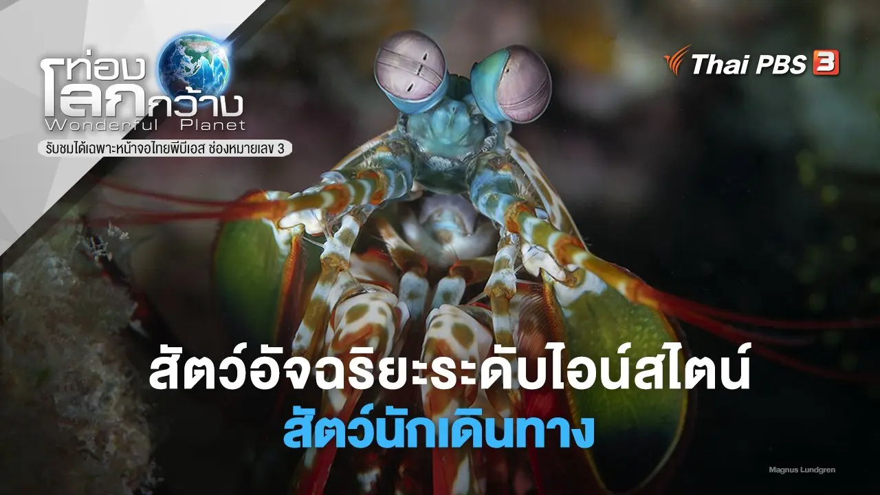 สัตว์อัจฉริยะระดับไอน์สไตน์ ตอน สัตว์นักเดินทาง