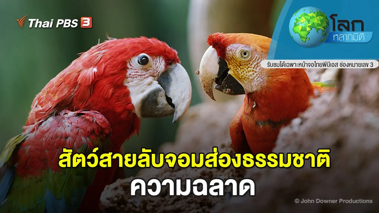 สัตว์สายลับจอมส่องธรรมชาติ ตอน ความฉลาด