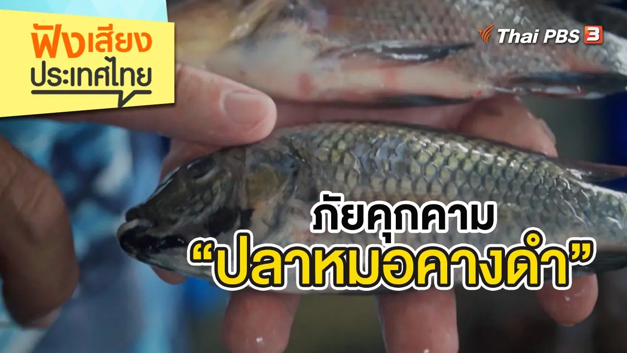 ภัยคุกคาม “ปลาหมอคางดำ”