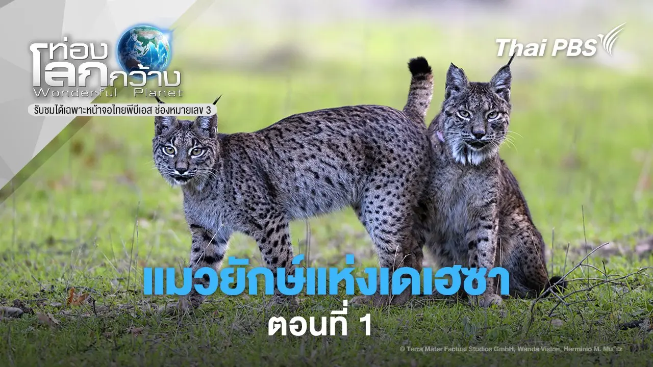 แมวยักษ์แห่งเดเฮซา ตอนที่ 1