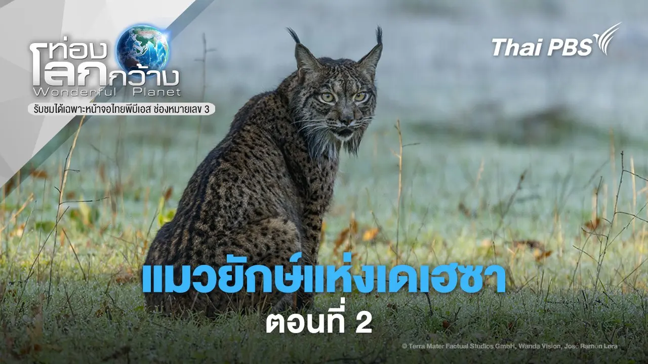 แมวยักษ์แห่งเดเฮซา ตอนที่ 2