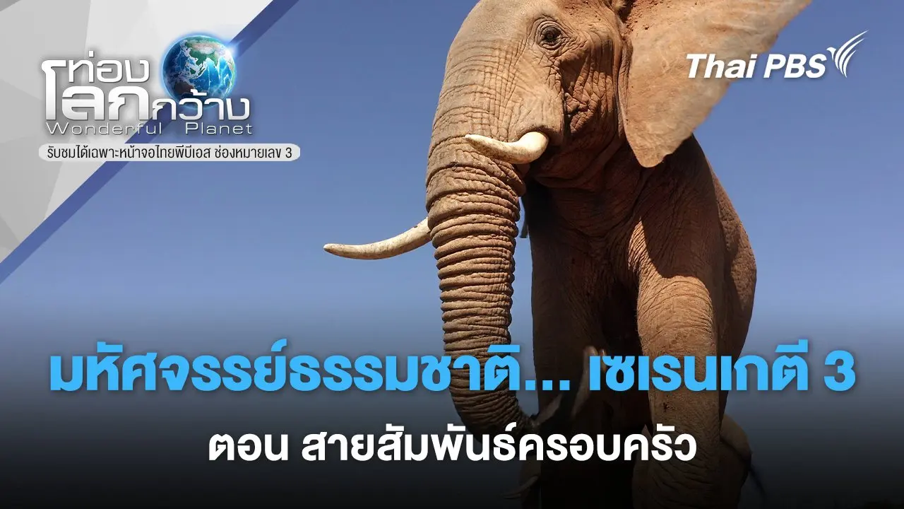 มหัศจรรย์ธรรมชาติ...เซเรนเกตี 3 ตอน สายสัมพันธ์ครอบครัว