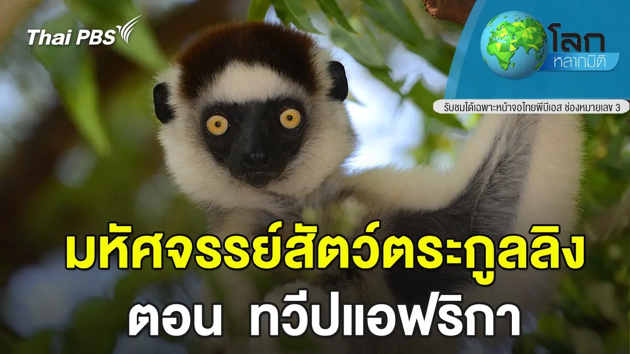 มหัศจรรย์สัตว์ตระกูลลิง   ตอน ทวีปแอฟริกา
