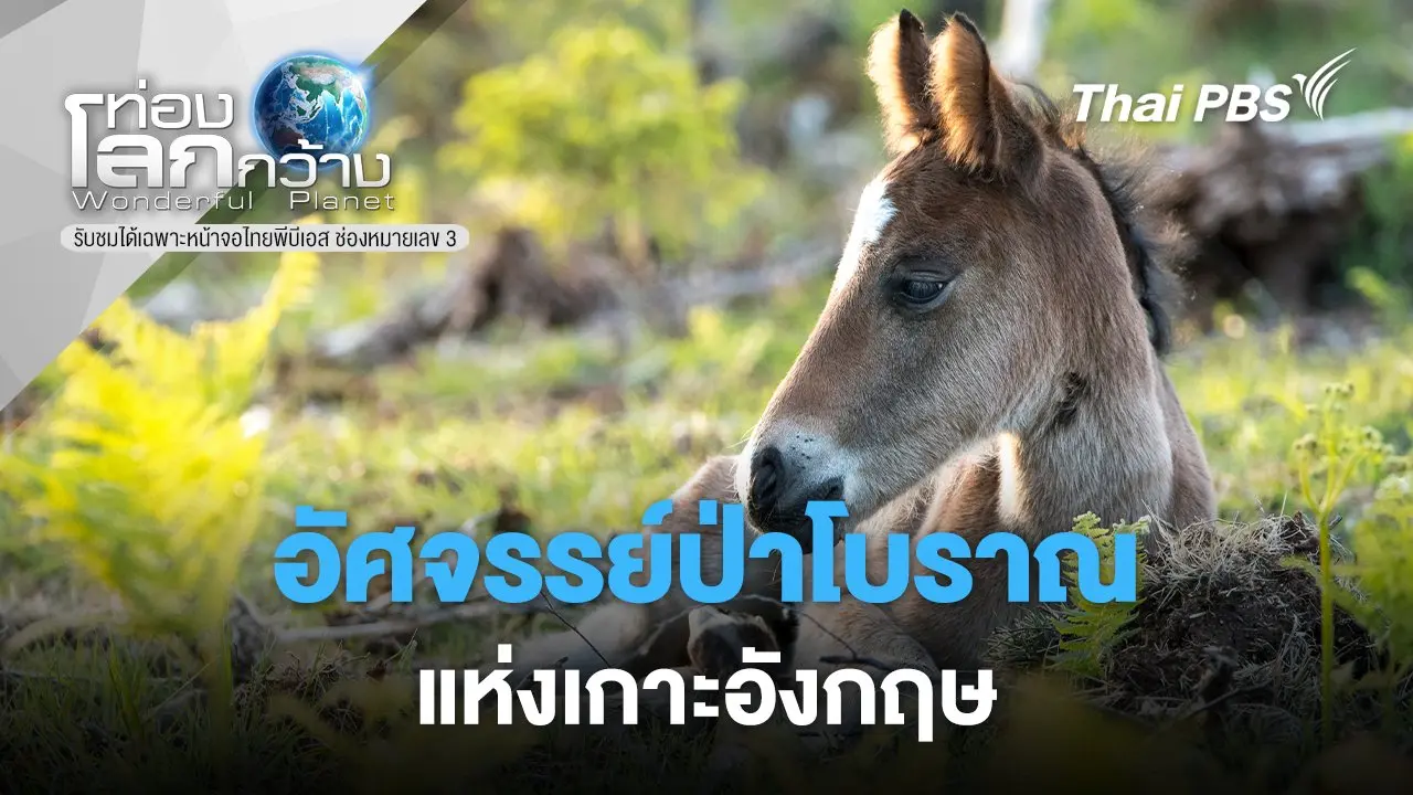 อัศจรรย์ป่าโบราณแห่งเกาะอังกฤษ
