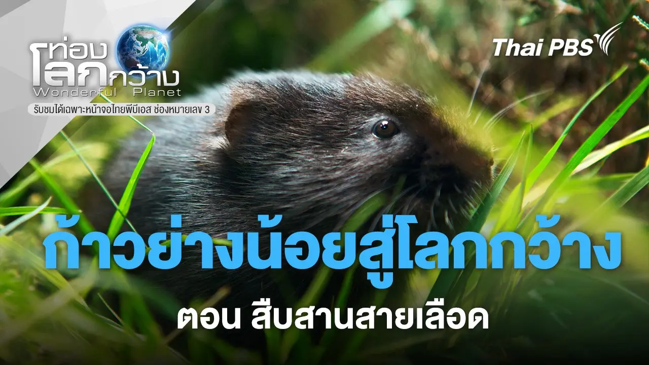 ก้าวย่างน้อยสู่โลกกว้าง ตอน สืบสานสายเลือด