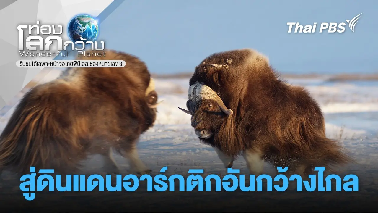 สู่ดินแดนอาร์กติกอันกว้างไกล