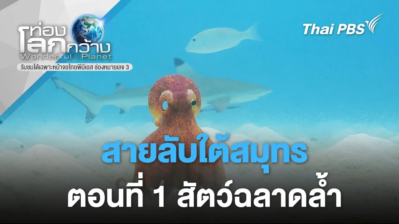 สายลับใต้สมุทร ตอนที่ 1 สัตว์ฉลาดล้ำ