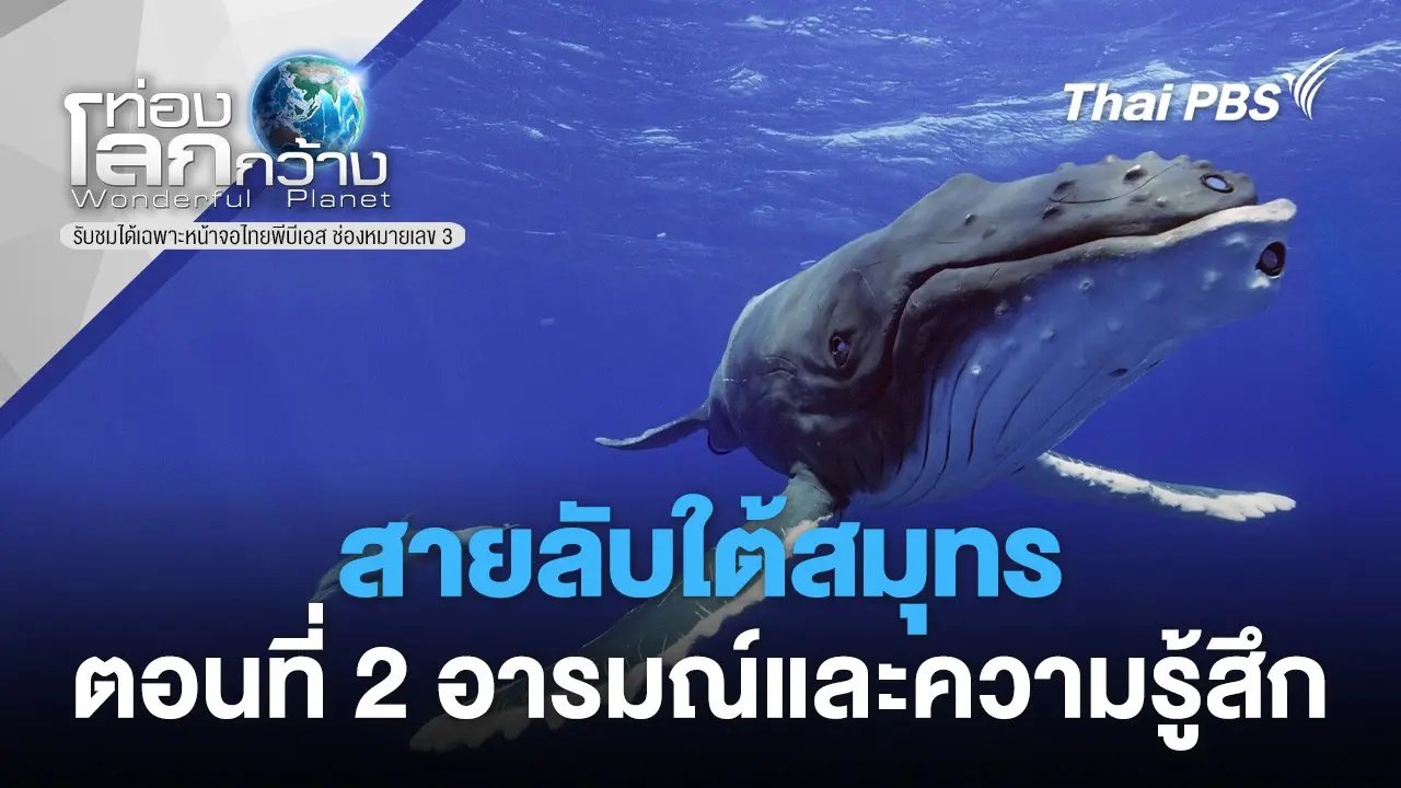 สายลับใต้สมุทร ตอนที่ 2 อารมณ์และความรู้สึก