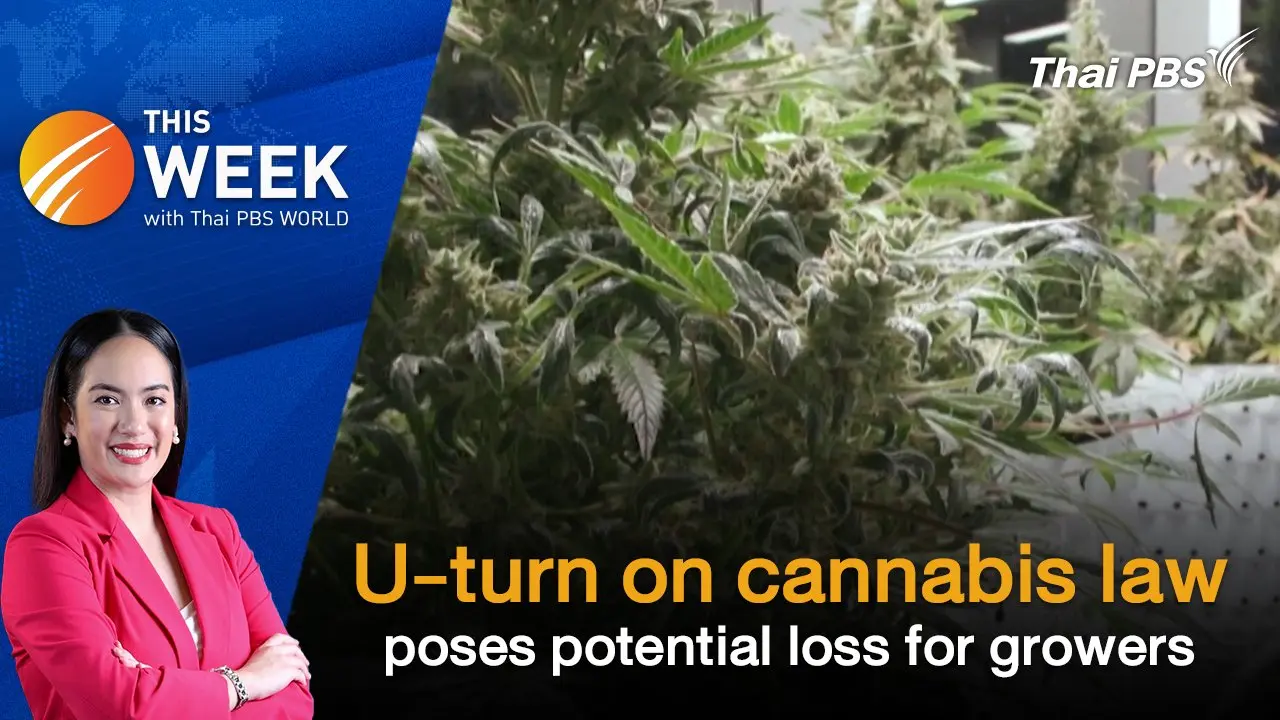 U-turn on cannabis law poses potential loss for growers | 12 Jul 2024