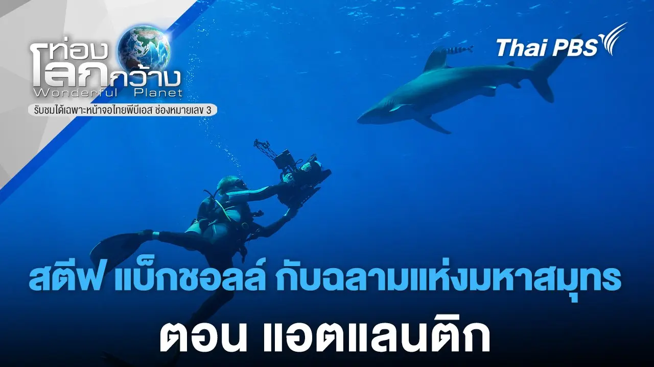 สตีฟ แบ็กชอลล์ กับฉลามแห่งมหาสมุทร ตอน แอตแลนติก