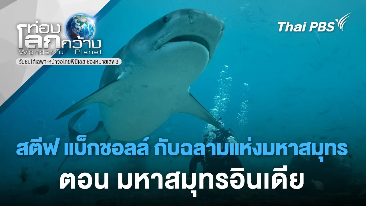 สตีฟ แบ็กชอลล์ กับฉลามแห่งมหาสมุทร ตอน มหาสมุทรอินเดีย