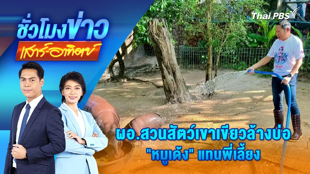 ผอ.สวนสัตว์เขาเขียวล้างบ่อ "หมูเด้ง" แทนพี่เลี้ยง | ชั่วโมงข่าว เสาร์ - อาทิตย์ | 3 พ.ย. 67