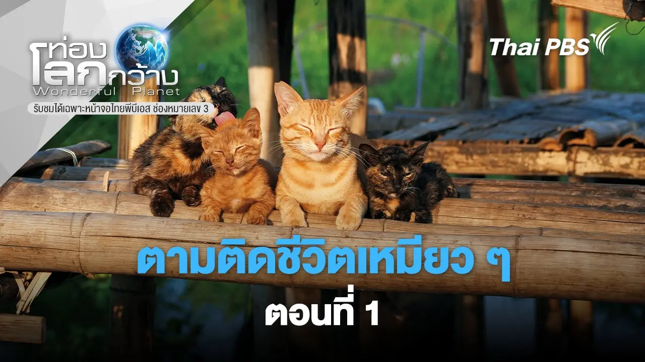 ตามติดชีวิตเหมียว ๆ ตอนที่ 1