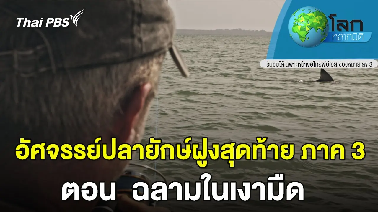 อัศจรรย์ปลายักษ์ฝูงสุดท้าย  ตอน  ฉลามในเงามืด