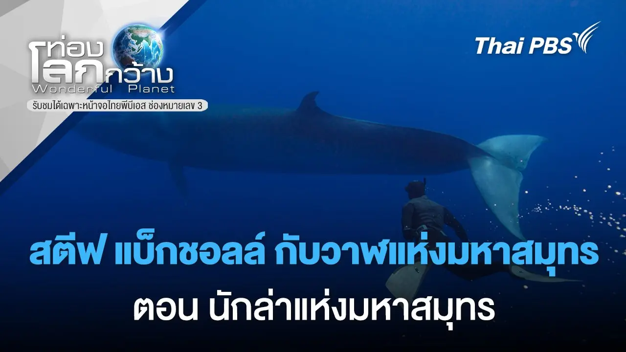 สตีฟ แบ็กชอลล์ กับวาฬแห่งมหาสมุทร ตอน นักล่าแห่งมหาสมุทร