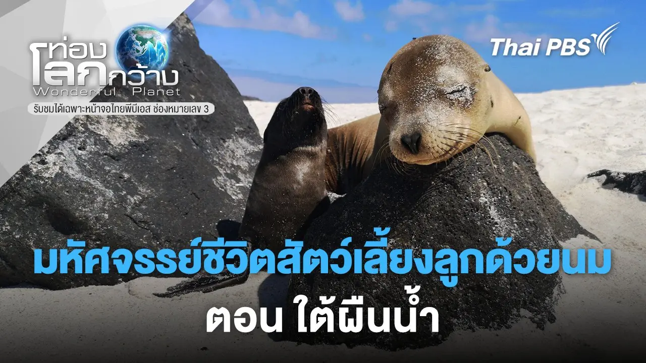 มหัศจรรย์ชีวิตสัตว์เลี้ยงลูกด้วยนม ตอน ใต้ผืนน้ำ