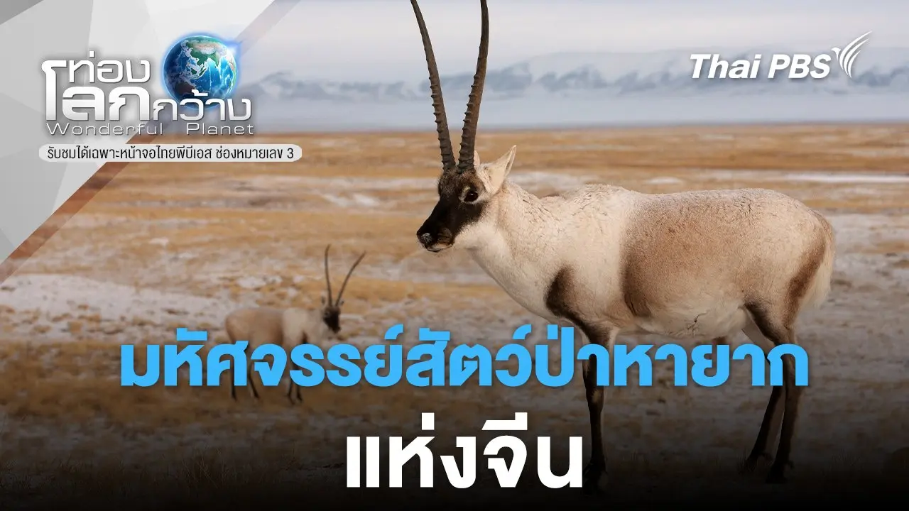 มหัศจรรย์สัตว์ป่าหายากแห่งจีน