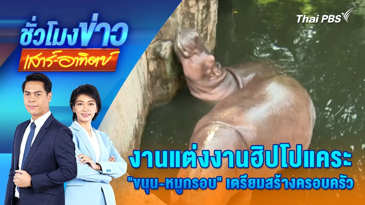 งานแต่งงานฮิปโปแคระ “ขนุน-หมูกรอบ” เตรียมสร้างครอบครัว | 21 ธ.ค. 67