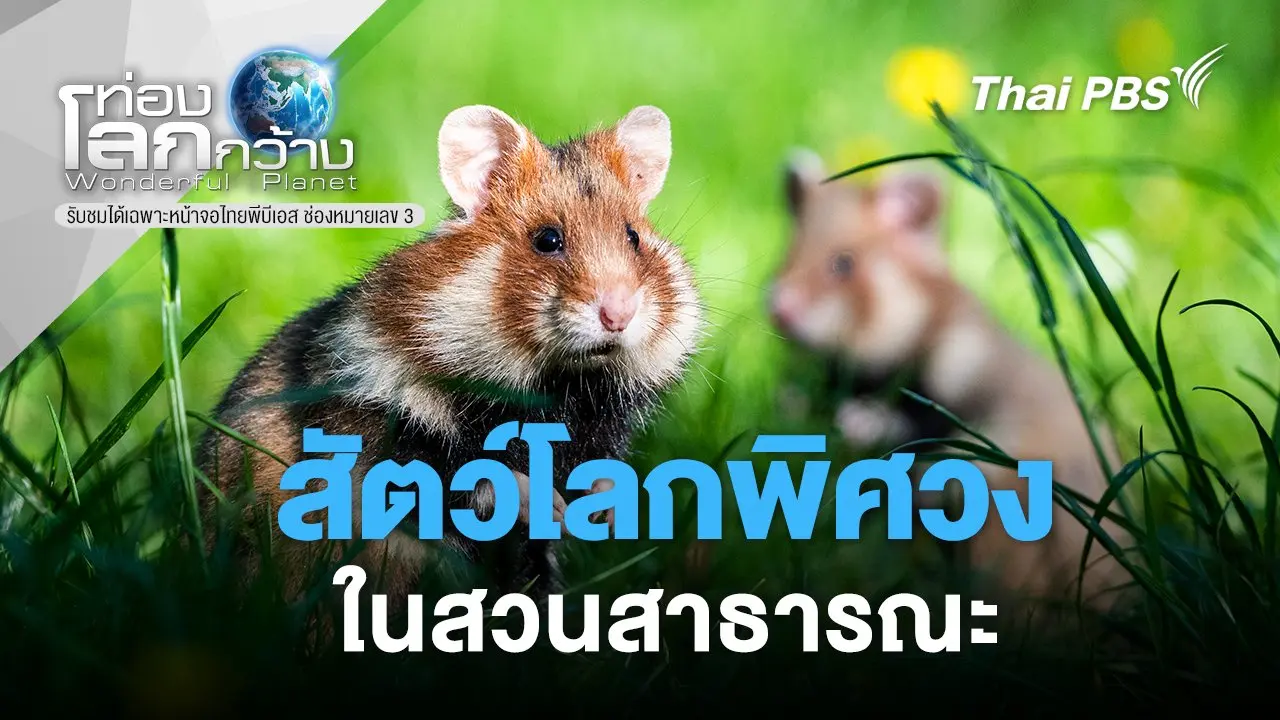 สัตว์โลกพิศวงในสวนสาธารณะ