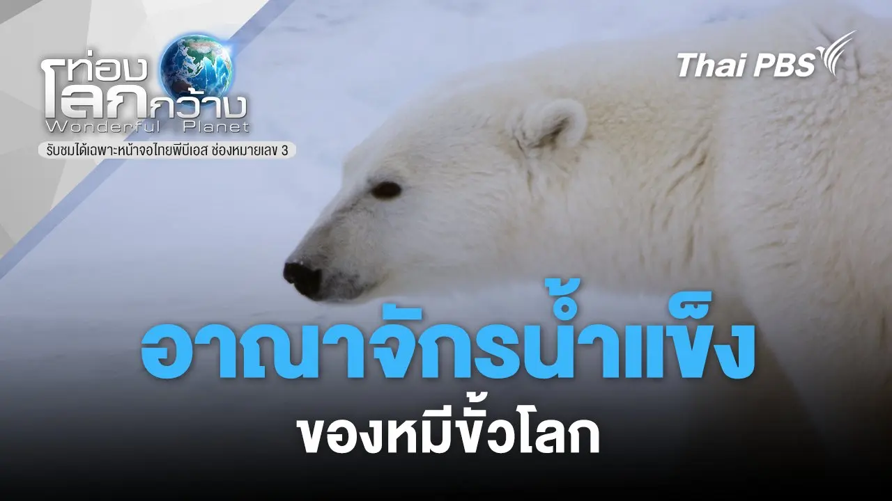 อาณาจักรน้ำแข็งของหมีขั้วโลก