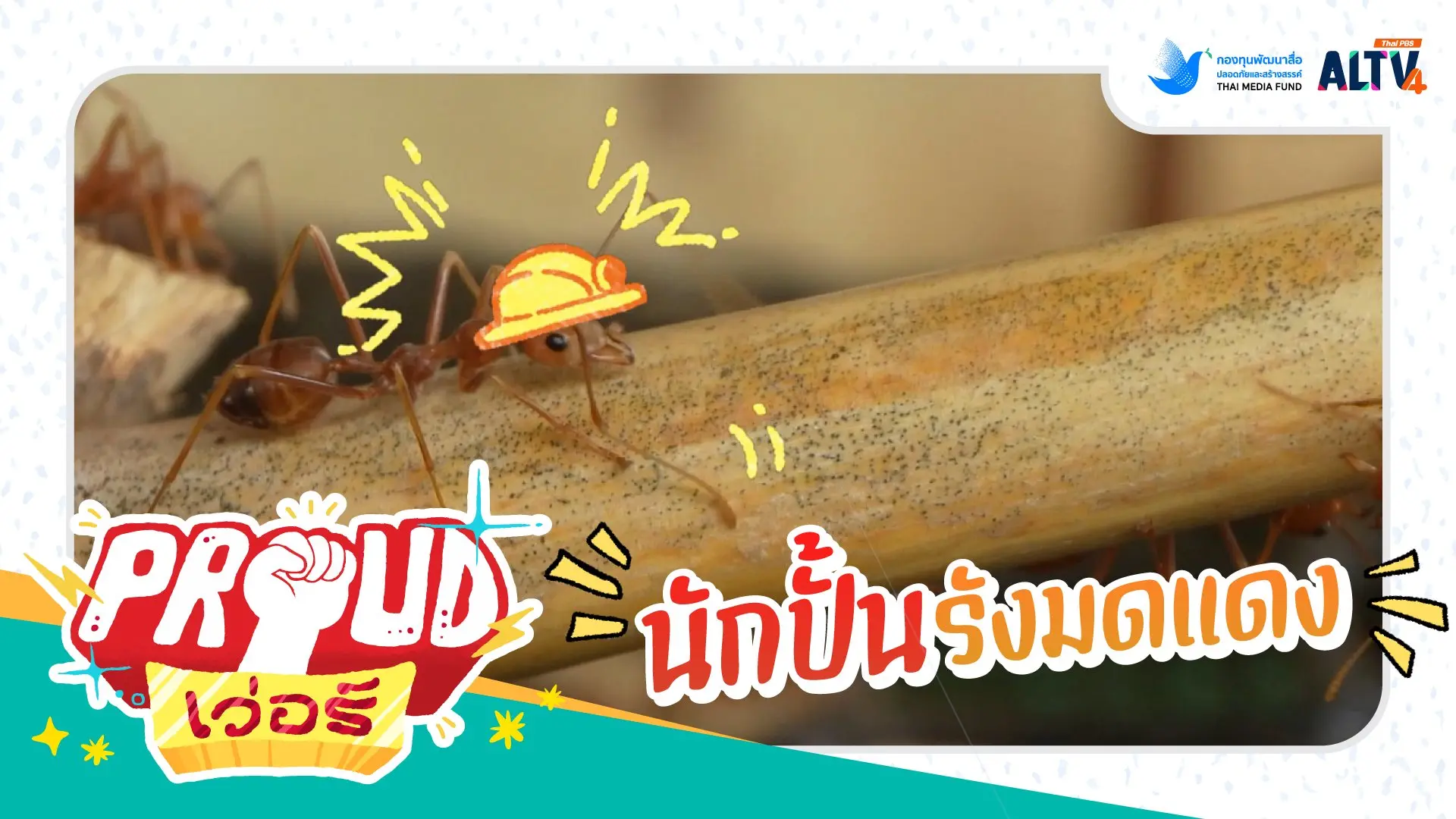นักปั้นรังมดแดง