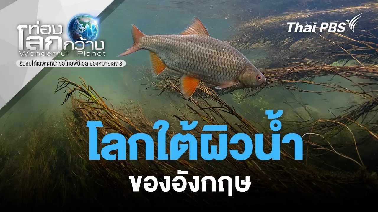 โลกใต้ผิวน้ำของอังกฤษ