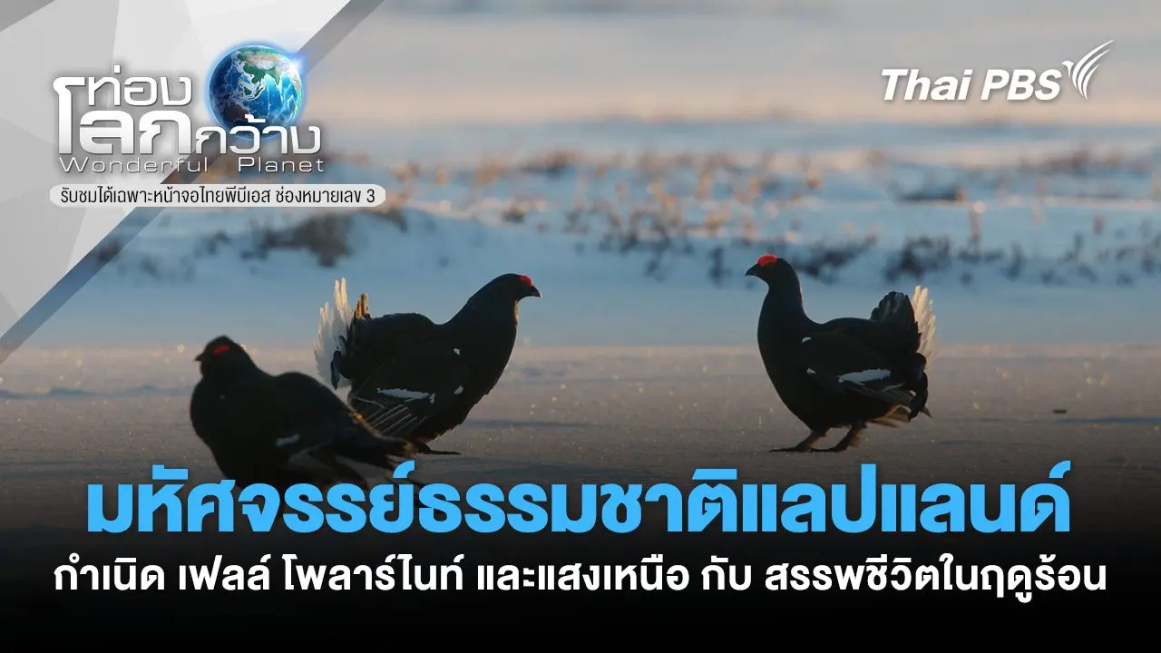 มหัศจรรย์ธรรมชาติแลปแลนด์ ตอน  กำเนิด เฟลล์ โพลาร์ไนท์ และแสงเหนือ กับสรรพชีวิตในฤดูร้อน