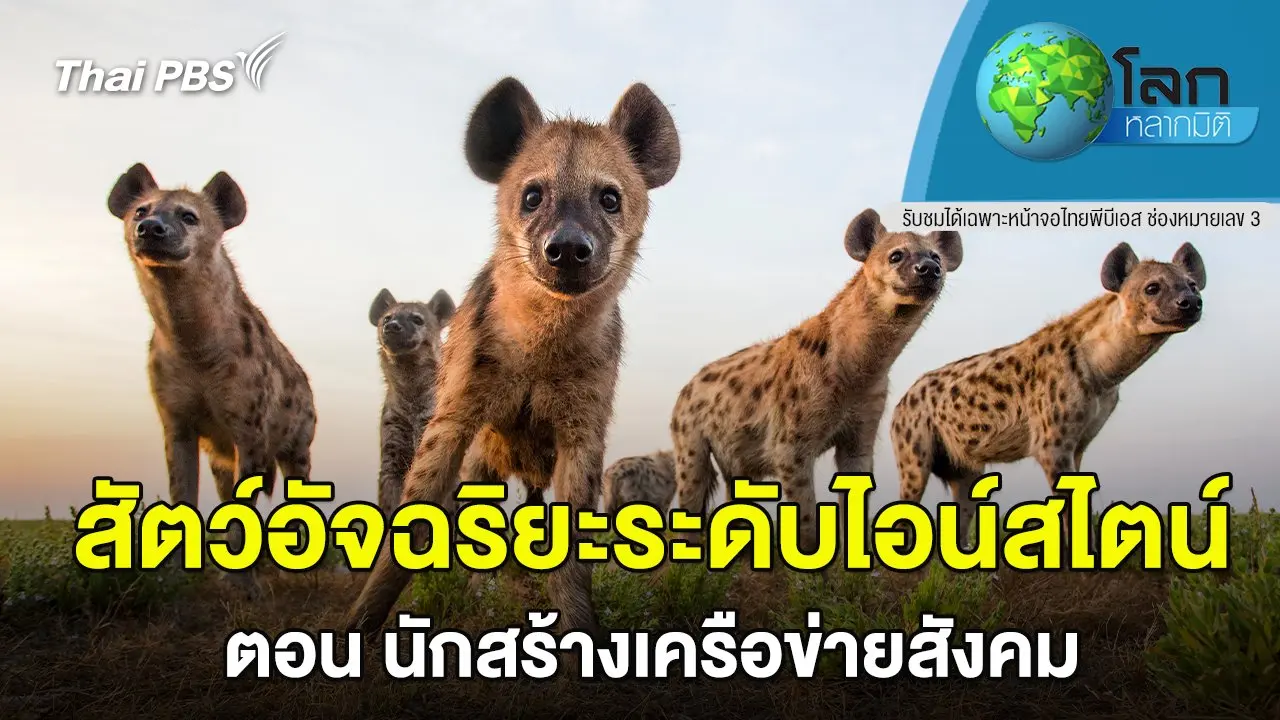 สัตว์อัจฉริยะระดับไอน์สไตน์ ตอน นักสร้างเครือข่ายสังคม