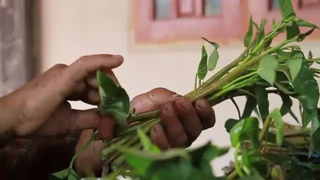 ​มันมาจากกาฬสินธุ์