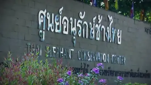 ฅนเลี้ยงช้าง