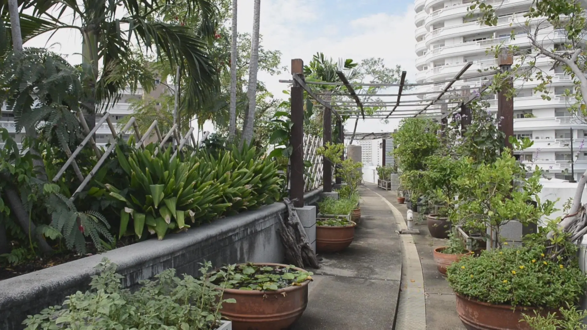 ผัก/คน/เมือง