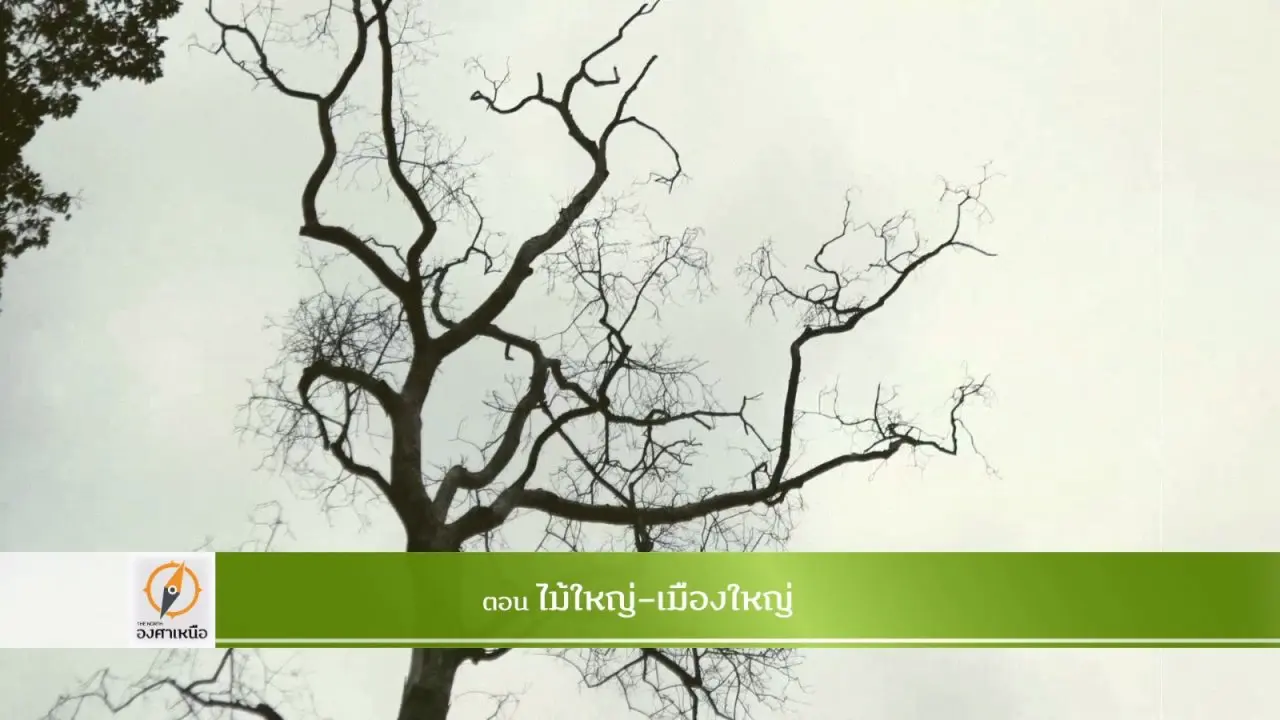 ไม้ใหญ่-เมืองใหญ่