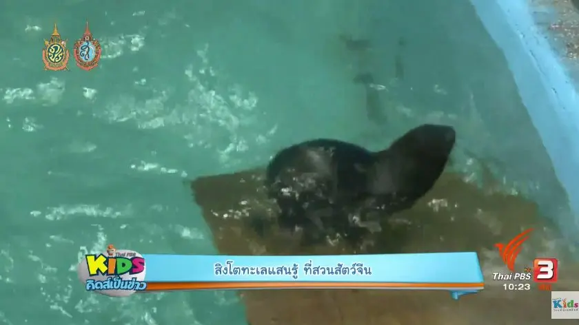 ​สิงโตทะเล
