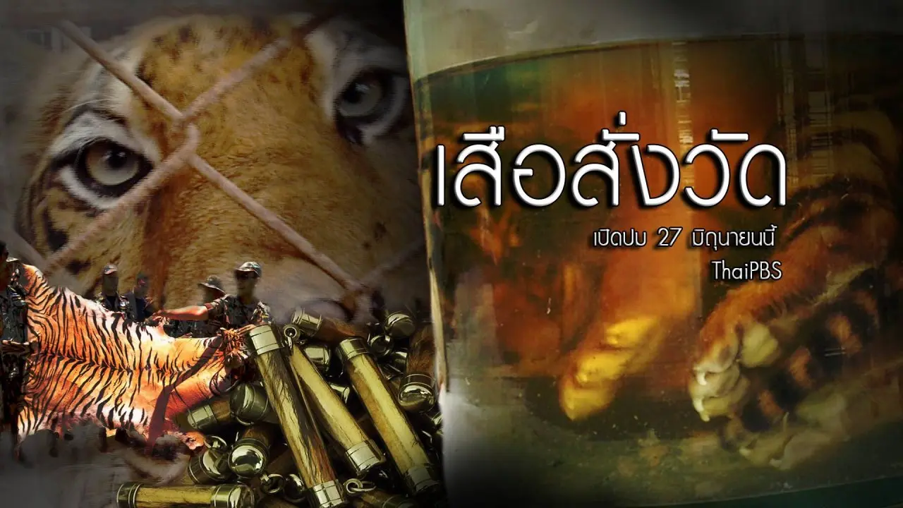 เสือสั่งวัด