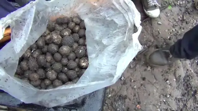 ส่งเห็ดเผาะผ่านไปรษณีย์และสายการบิน