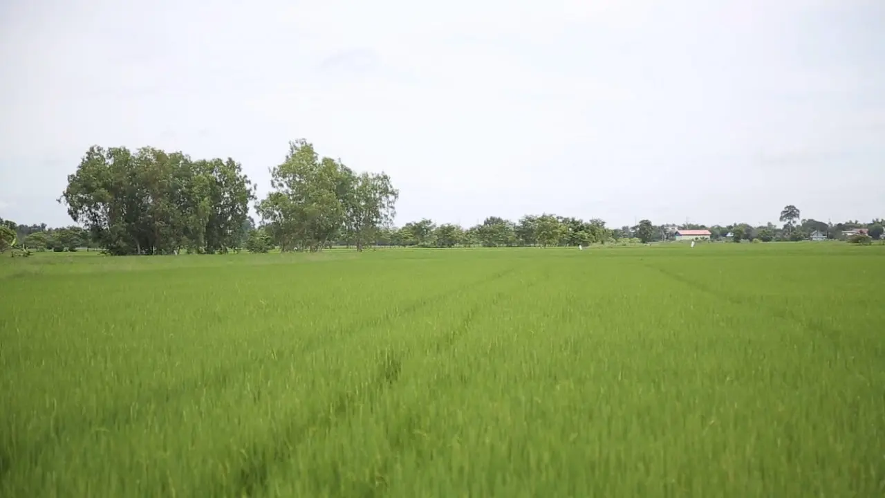 ​ปลูกปีละครั้ง ทำให้ได้ข้าวที่ดี