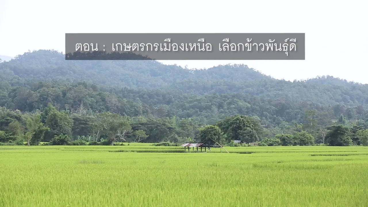 ​เกษตรกรเมืองเหนือ เลือกข้าวพันธุ์ดี