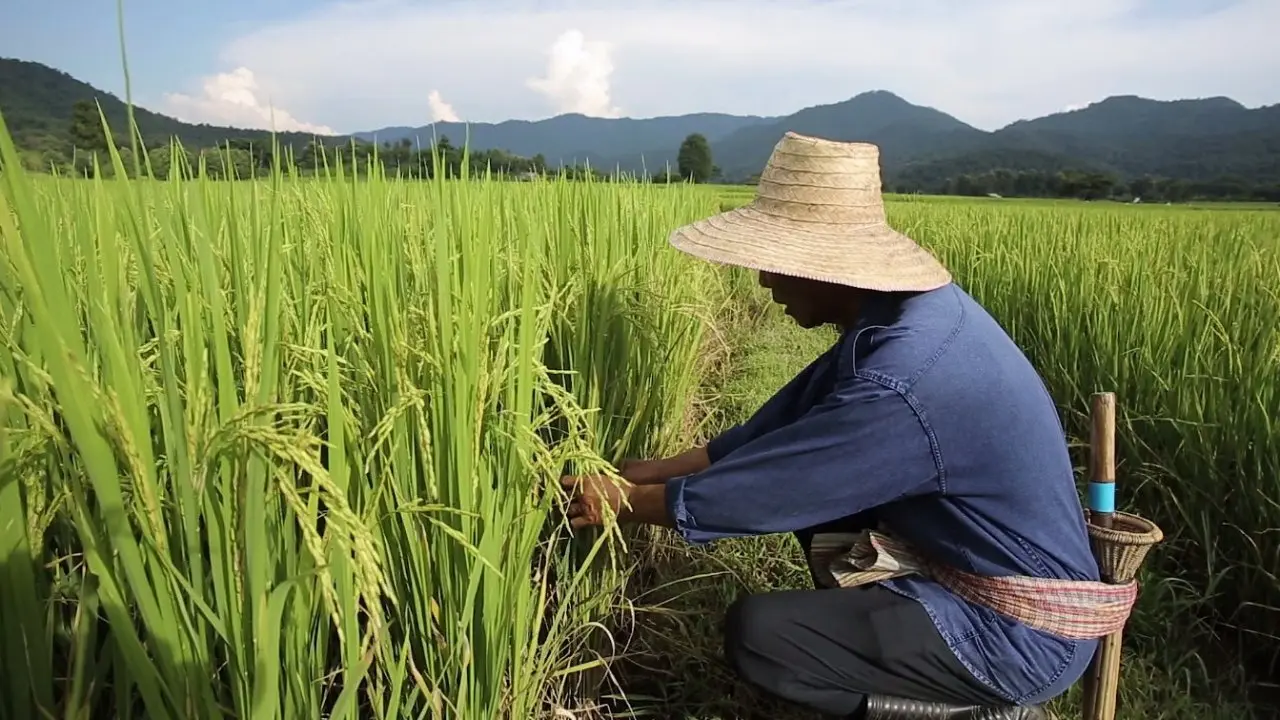 ​ข้าวพันธุ์ กข1 ในภาคเหนือ