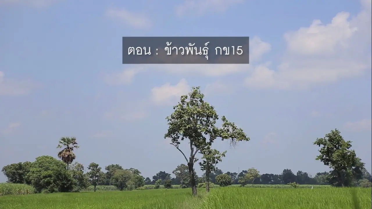 ข้าวพันธุ์ กข15