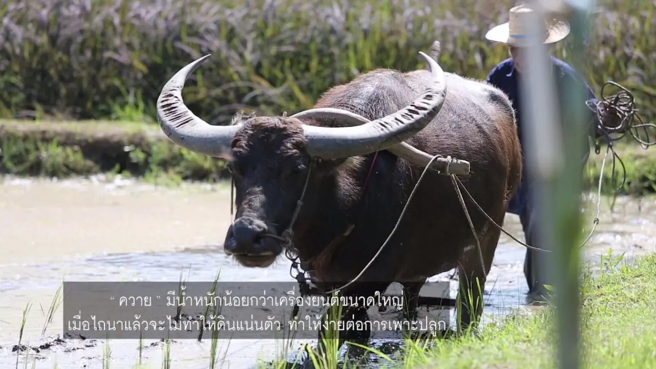 การไถเตรียมดินโดยควาย