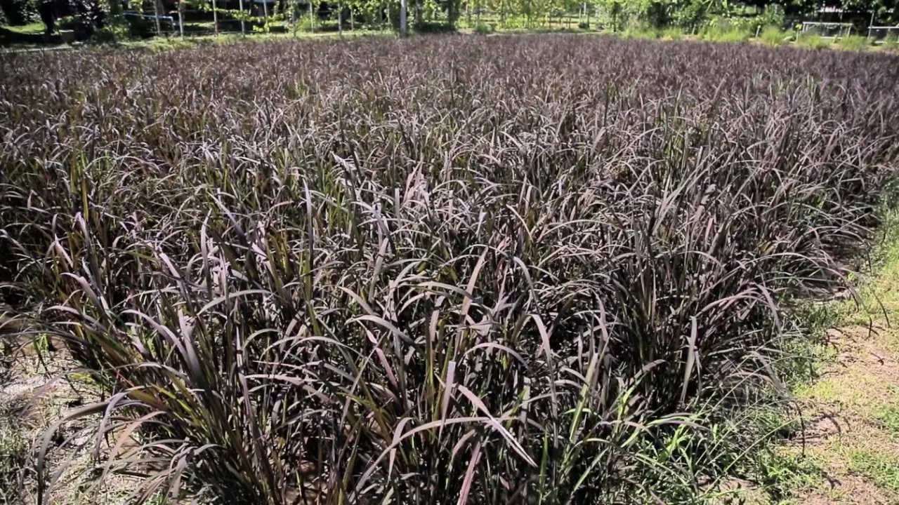 ​ข้าวก่ำ (ข้าวเหนียวดำ)