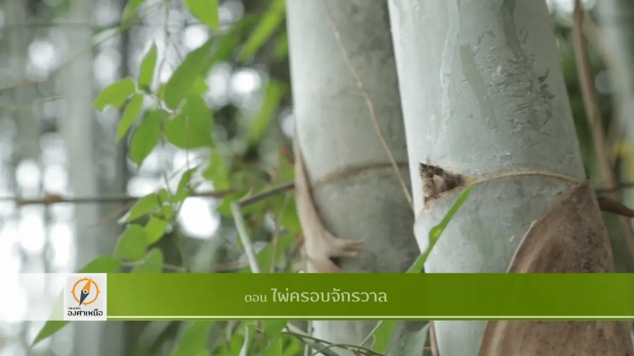 ไผ่ครอบจักรวาล​