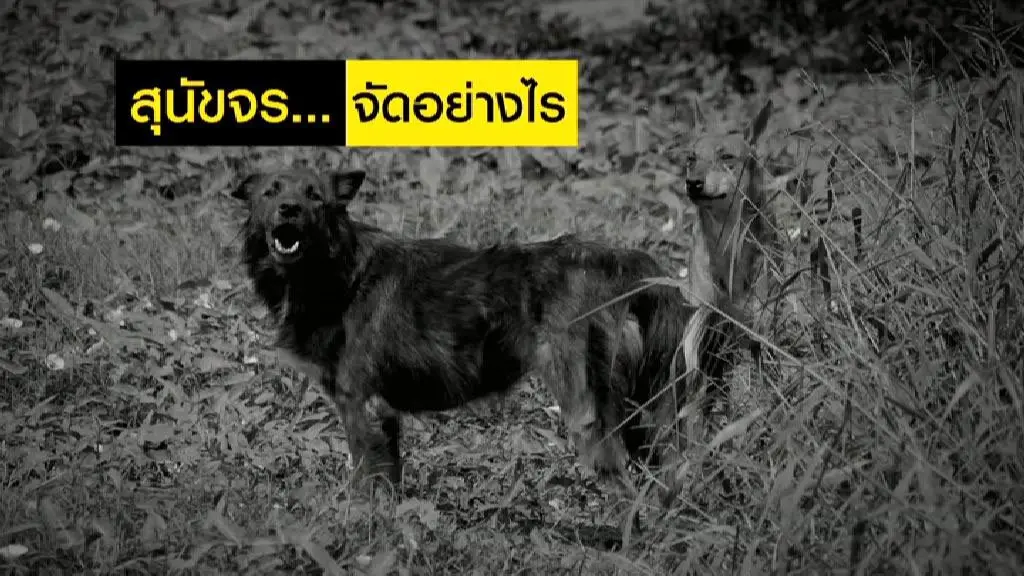 หมาจร จัดอย่างไร