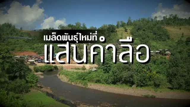 เมล็ดพันธุ์ใหม่ ที่แสนคำลือ