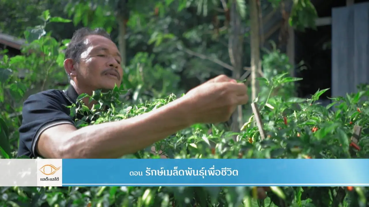 ครอบครัวพอเพียงแห่งบ้านบาเลาะ และ รักษ์เมล็ดพันธุ์เพื่อชีวิต​