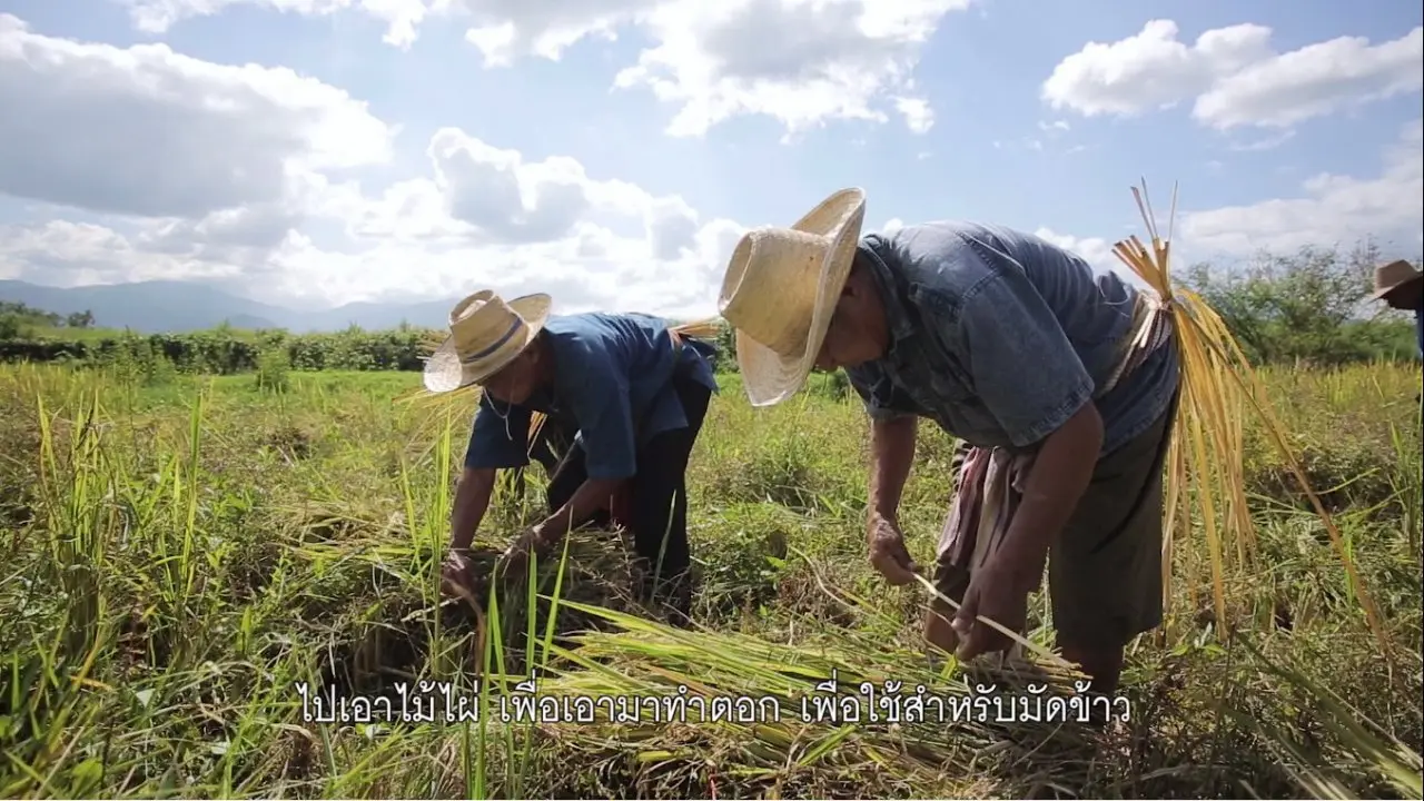 รวบข้าว ตีข้าว