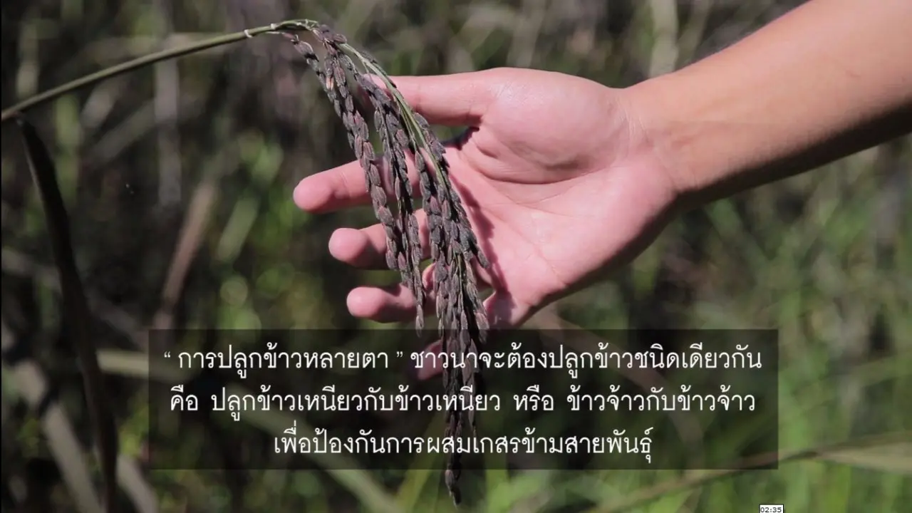 ​ปลูกข้าวหลายตา